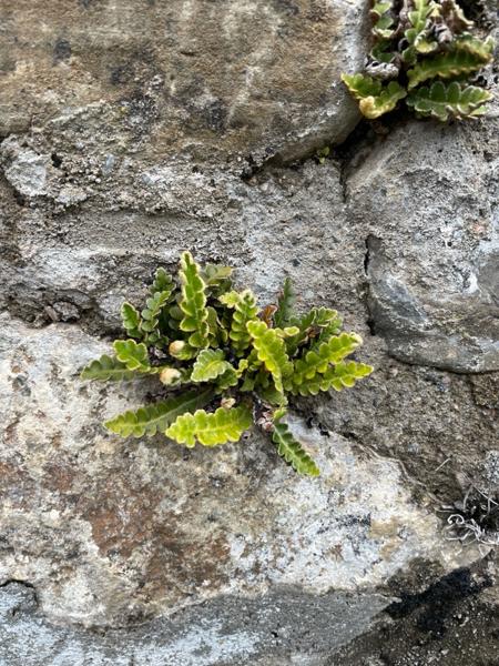 Schubvaren (Asplenium ceterach)